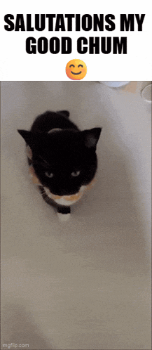 a black and white cat with the words salutations my good chum