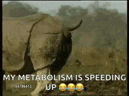 a rhino is walking through a field with the words `` my metabolism is speeding up '' written on it .