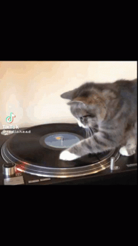 Turntable Cat Cat GIF - Turntable Cat Cat Spinning Cat GIFs