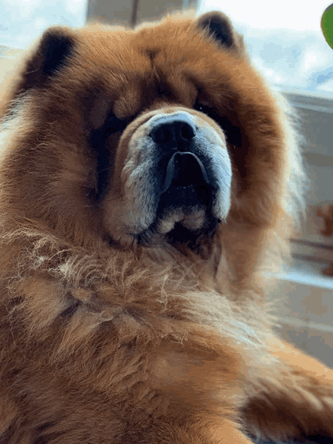 a close up of a dog 's face with a plant in the background