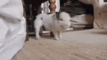 a small white dog is standing on a carpeted floor in a room .