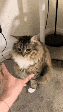 a person is petting a fluffy cat on a carpet