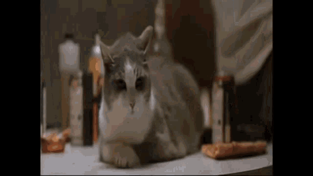a gray and white cat is laying on a table next to a pizza