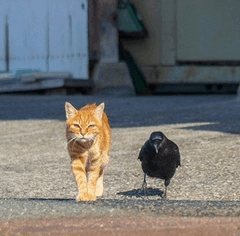 Cat Crow GIF - Cat Crow Bestfriends GIFs