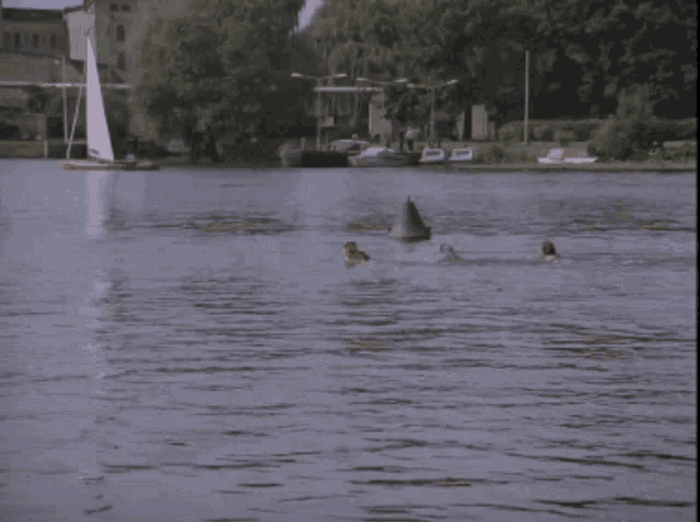 three people are swimming in a lake with a sailboat in the distance