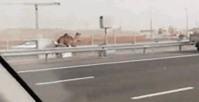 Camel Chasing GIF - Camel Chasing Unexpected GIFs
