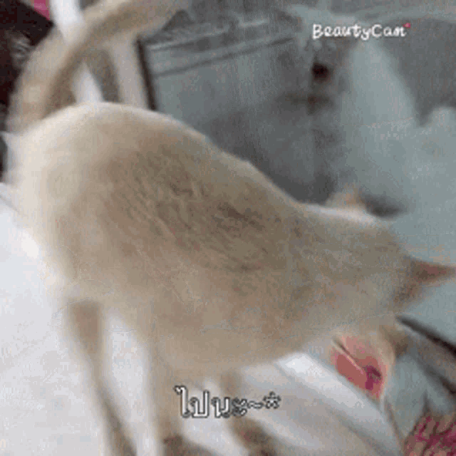 a close up of a cat with a beauty cam logo in the corner