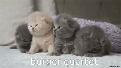 Burger Quartet Kittens GIF - Burger Quartet Kittens Bq GIFs