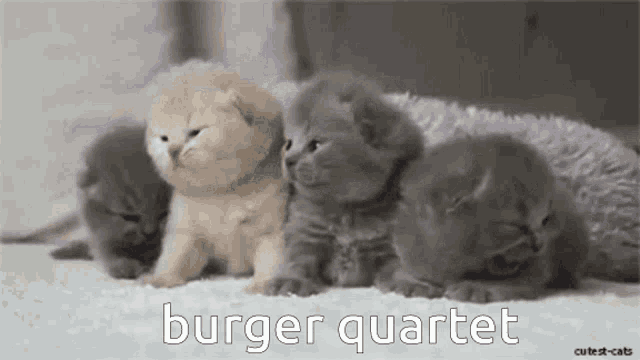 a bunch of kittens are sitting next to each other with the words burger quartet above them