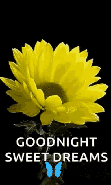 a yellow flower with a blue butterfly and the words `` goodnight sweet dreams ''