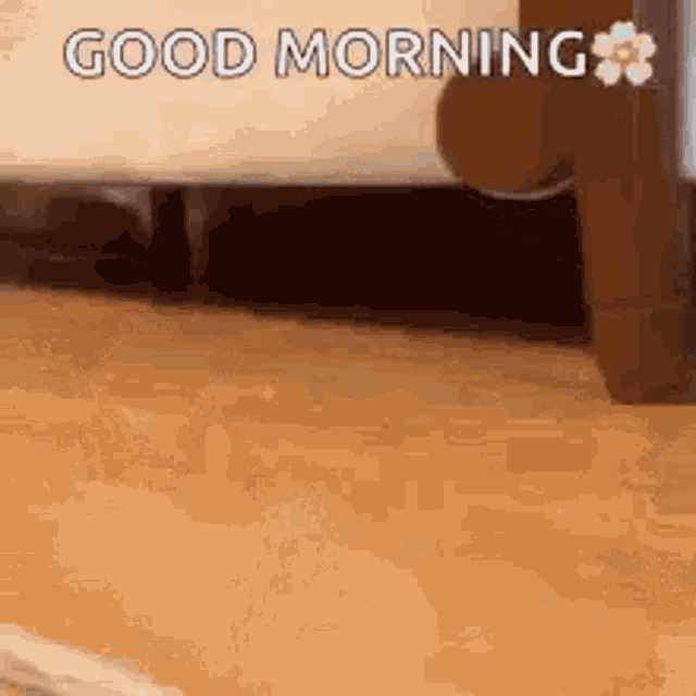 Good Morning Cats GIF - Good Morning Cats Kitten GIFs
