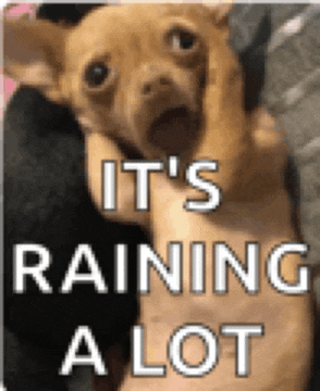 a small dog is being held in someone 's arms and says `` it 's raining a lot ''