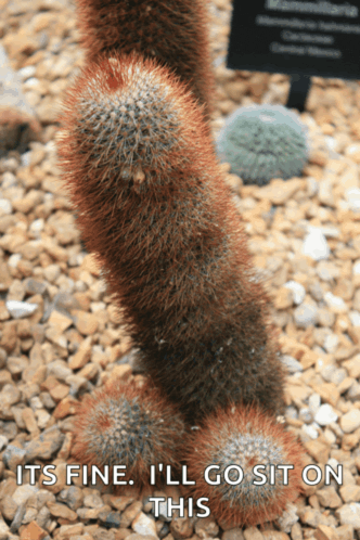 a cactus says it 's fine and i 'll go sit on this