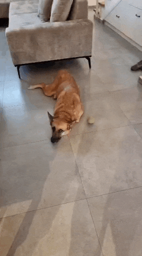 a brown dog is laying on the floor next to a couch
