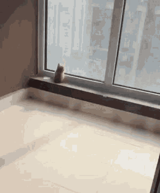Kitten Stare GIF - Kitten Stare Window GIFs