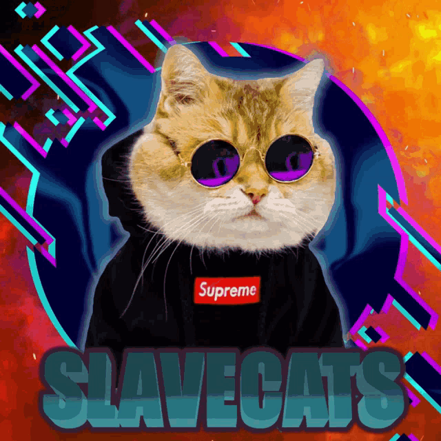 Slavecats GIF - Slavecats GIFs