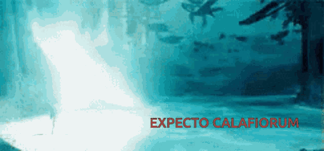 a blue background with the words expecto calaforum written in red