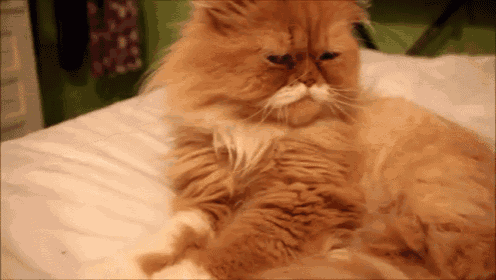 a cat with a mustache is laying on a white blanket
