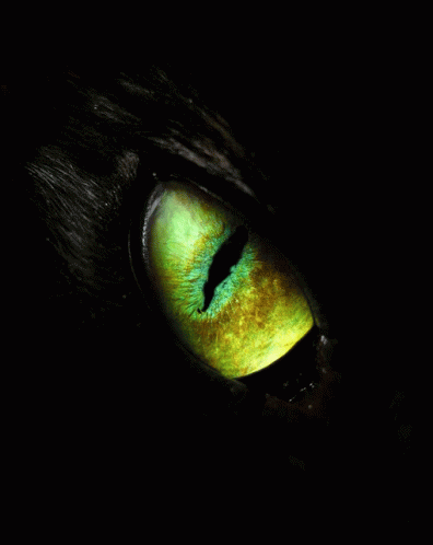 Cats Eye Magical GIF - Cats Eye Magical Magic GIFs
