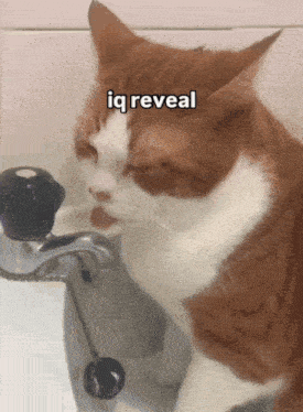 a cat drinking water from a faucet with iq reveal written on the bottom