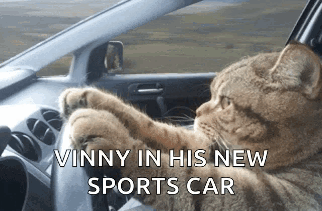 a cat is driving a car with the words vinny in his new sports car below it