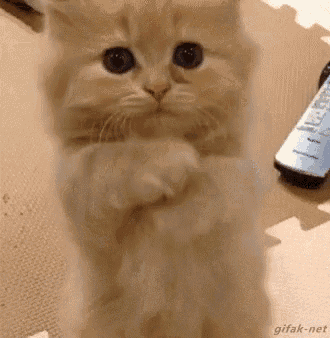 a fluffy kitten is standing on its hind legs next to a remote control .