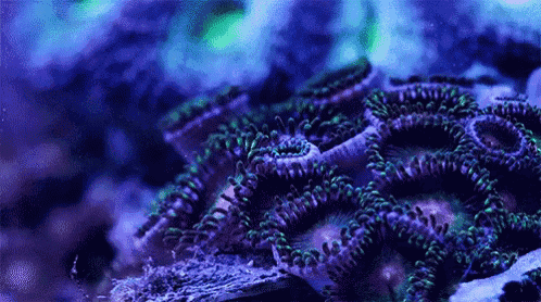 a close up of a coral reef with purple and green corals in the ocean .