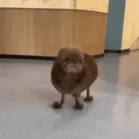 a sheep is standing on its hind legs on a blue floor .