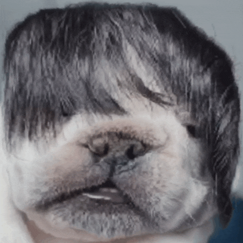 a close up of a dog with a wig on its face .