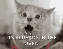 a close up of a cat with its mouth open and its tongue out .