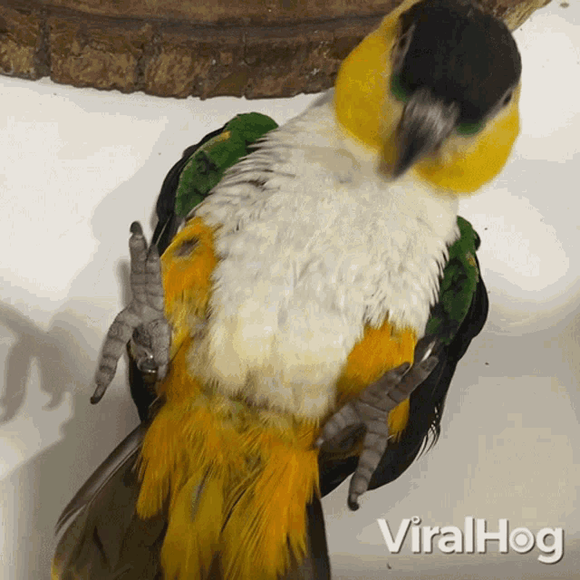 A Parrot Doing Sit Ups Viralhog GIF - A Parrot Doing Sit Ups Viralhog Parrot Ab Workout GIFs