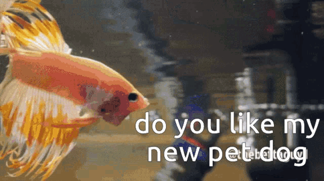 Betta Fish GIF