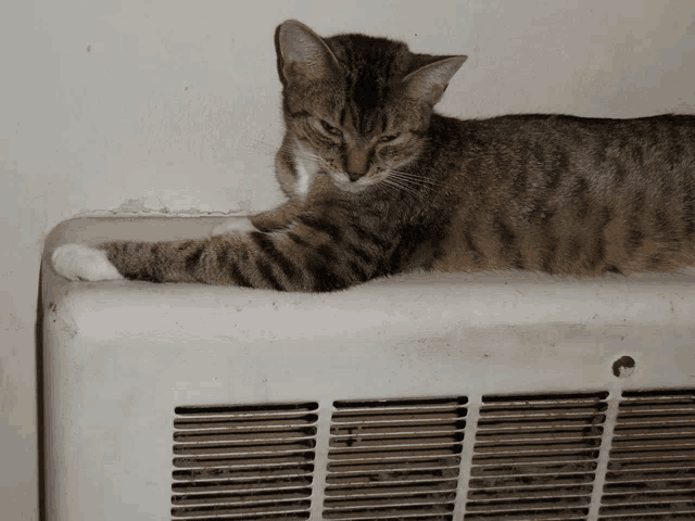 a cat laying on top of a heater with a white paw