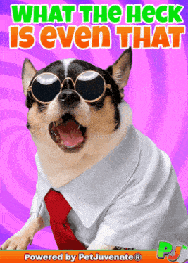 a dog wearing sunglasses and a white shirt with the words what the heck is even that