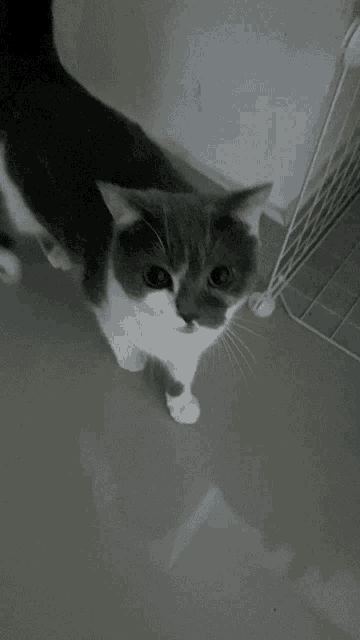 a grey and white cat standing on a tiled floor