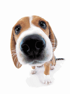 a close up of a brown and white dog 's nose