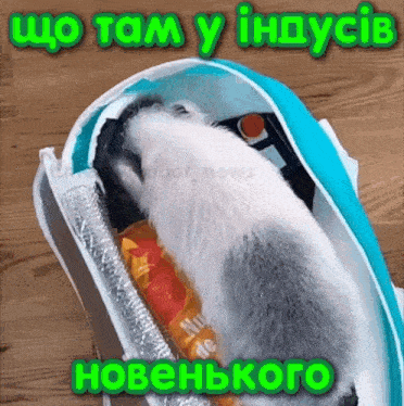 a picture of a cat in a bag with the words ho tam y ihdycib hobenhko on the bottom