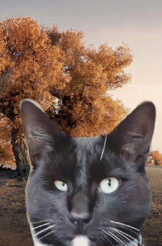 Handsome Puss In Boots GIF - Handsome Puss In Boots GIFs