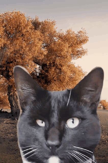 a black cat with a tree in the background