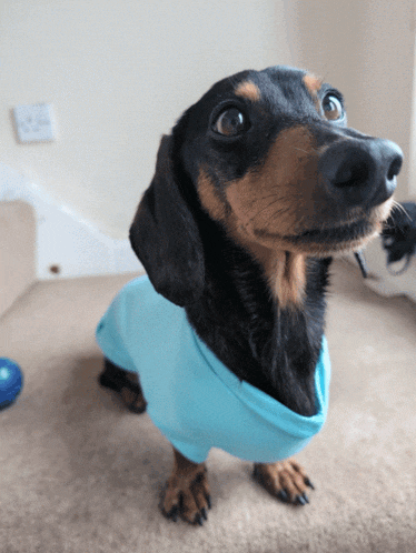 a black and brown dog wearing a blue shirt looks up at the camera
