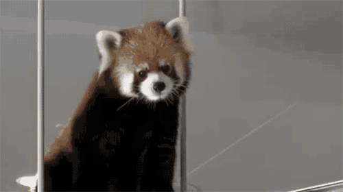a red panda is sitting in a cage and looking through a fence .