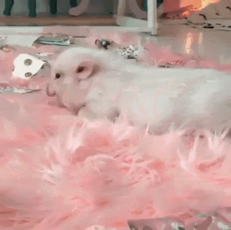 Cute Pig GIF - Cute Pig Piglet GIFs