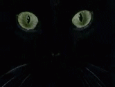 Cat Eyes GIF - Cat Eyes Wide Eyed GIFs