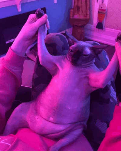 a person is holding a cat 's paw in front of a pink light