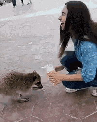 a woman is kneeling down to feed a raccoon an ice cream cone