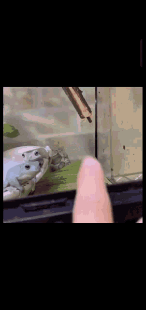a person is petting a frog in a tank .