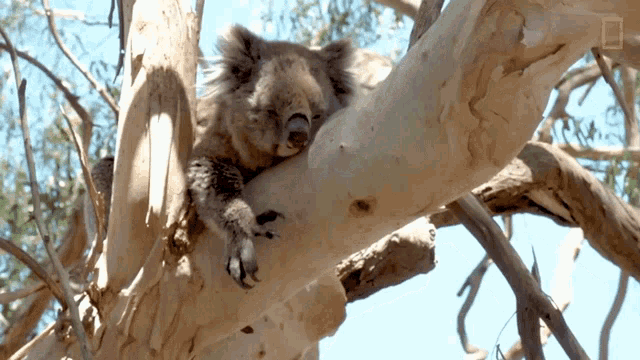 Resting The Future Of Koalas GIF - Resting The Future Of Koalas Sleeping GIFs