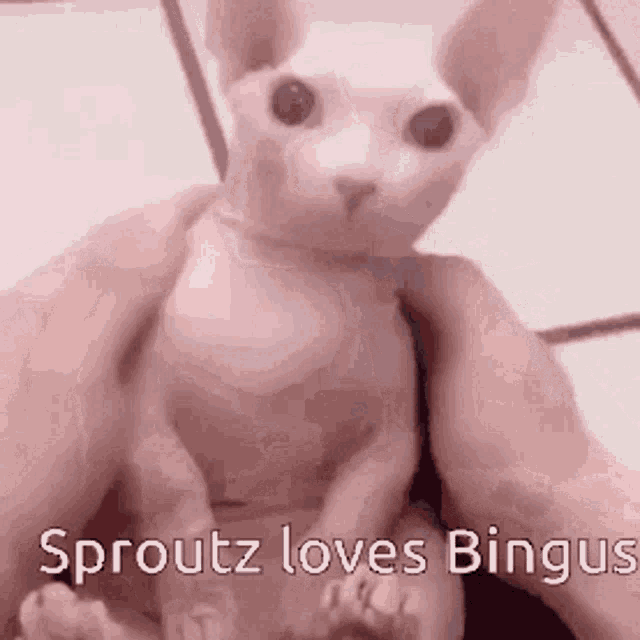 Sproutz Bingus GIF - Sproutz Bingus GIFs