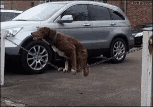 a dog is chained to a car in a parking lot ..