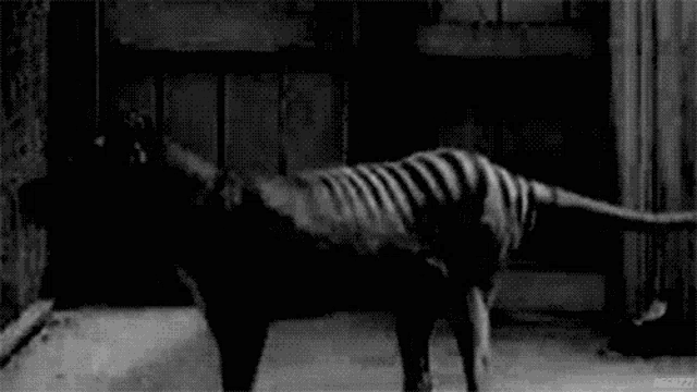 a black and white photo of a very thin zebra standing in a room .